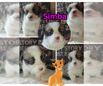 Puppy Puppy 5 Pembroke Welsh Corgi
