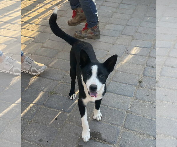 Medium Photo #2 Border Collie-Unknown Mix Puppy For Sale in Paso Robles, CA, USA