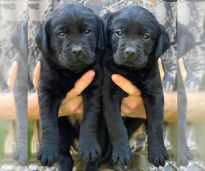 Labrador Retriever Puppy for sale in FLINT, MI, USA
