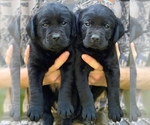 Small Labrador Retriever