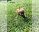 Small Photo #8 French Bulldog Puppy For Sale in FRASER, MI, USA