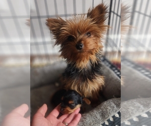 Mother of the Yorkshire Terrier puppies born on 05/28/2025