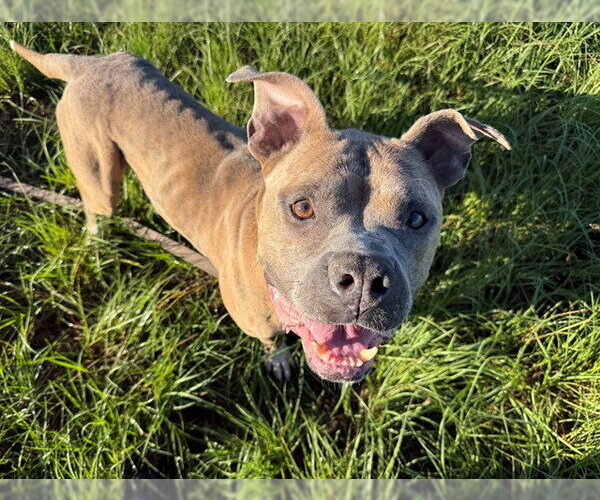 Medium Photo #1 American Pit Bull Terrier-Unknown Mix Puppy For Sale in Ocala, FL, USA
