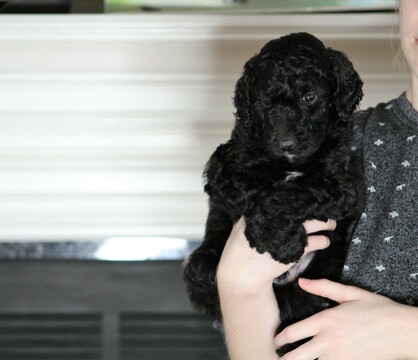 Medium Photo #2 Goldendoodle Puppy For Sale in ARLINGTON, TX, USA