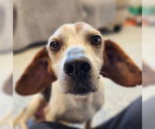 Medium Photo #1 Beagle Puppy For Sale in Stratham, NH, USA