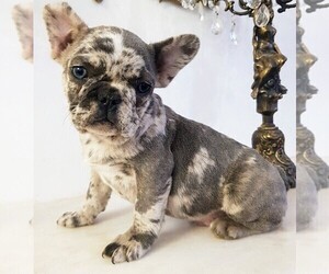 French Bulldog Puppy for sale in JACKSONVILLE, FL, USA