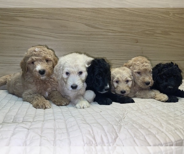 Medium Photo #3 Goldendoodle-Poodle (Standard) Mix Puppy For Sale in DETROIT, MI, USA