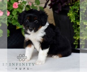 Aussiedoodle Miniature Puppy for sale in SUNBURY, PA, USA