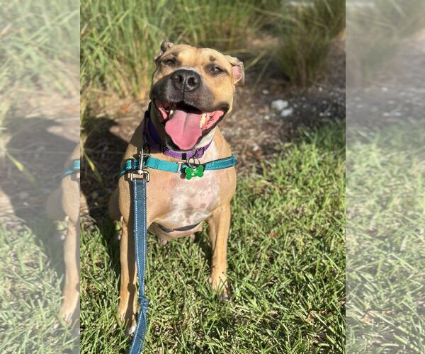 Medium Photo #1 Mutt Puppy For Sale in Pompano Beach , FL, USA