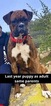 Small Photo #9 Boxer Puppy For Sale in NORCO, CA, USA