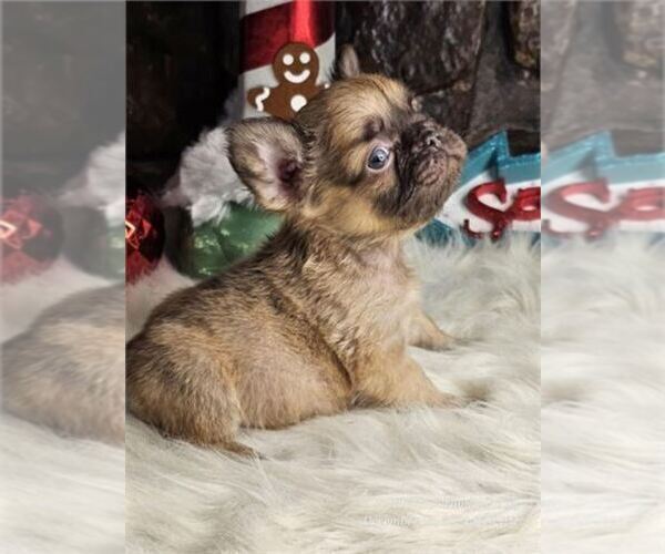 Medium Photo #13 French Bulldog Puppy For Sale in PEMBROKE PINES, FL, USA