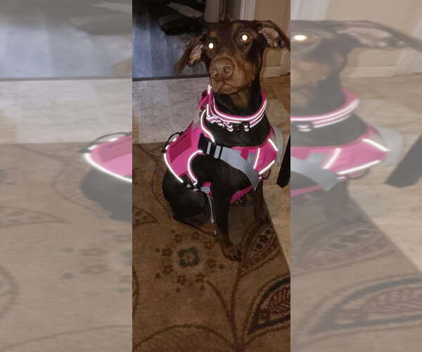 Medium Photo #1 Doberman Pinscher Puppy For Sale in CARLINVILLE, IL, USA