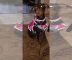 Small Photo #1 Doberman Pinscher Puppy For Sale in CARLINVILLE, IL, USA