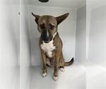 Small Holland Shepherd Mix