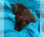 Small Photo #4 Mutt Puppy For Sale in Plainfield, IL, USA