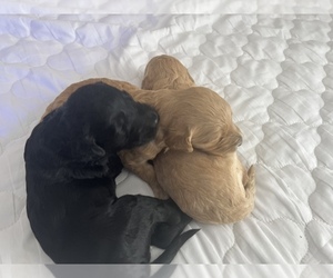 Goldendoodle Puppy for sale in IVANHOE, VA, USA