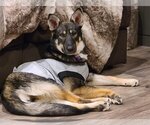 Small Photo #5 German Shepherd Dog-Huskies  Mix Puppy For Sale in Crystal , MN, USA