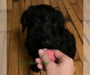 Schnauzer (Giant) Puppy for sale in EDWARDS CROSSROADS, NC, USA