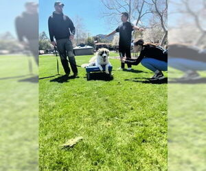 Izzy - Female Anatolian Shepherd-Unknown Mix Dog for Adoption - Photo #11