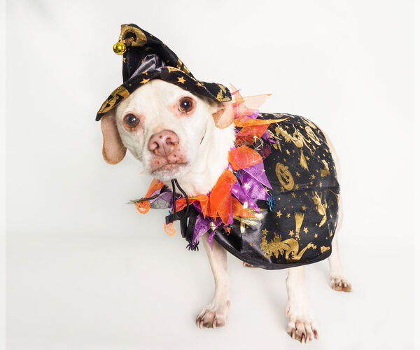 Medium Photo #15 Chihuahua-Unknown Mix Puppy For Sale in phoenix, AZ, USA