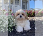 Small #4 Shih Tzu