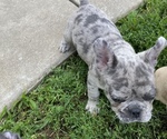 Puppy 1 French Bulldog