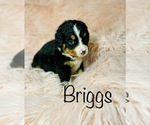 Small Photo #5 Bernese Mountain Dog Puppy For Sale in BROKEN ARROW, OK, USA