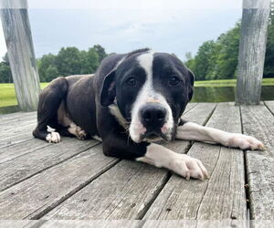 Labrador Retriever-Unknown Mix Dogs for adoption in Boston, MA, USA