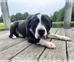 Small Labrador Retriever Mix