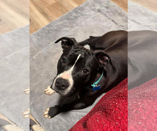 Medium Photo #9 Mutt Puppy For Sale in Rustburg, VA, USA