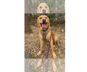 Golden Labrador Dogs for adoption in Greenbelt, MD, USA