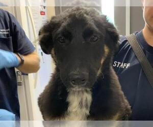 German Shepherd Dog-Unknown Mix Dogs for adoption in Visalia, CA, USA