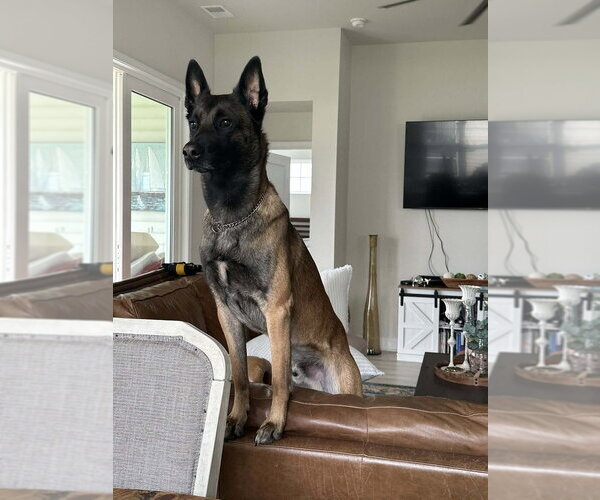 Medium Photo #3 Mutt Puppy For Sale in Imlay City, MI, USA