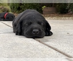 Small Photo #9 Labrador Retriever Puppy For Sale in MARION, SC, USA