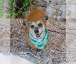 Small #5 Dachshund Mix