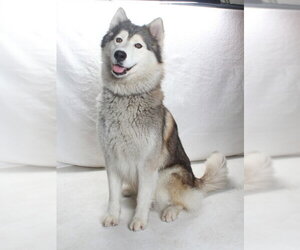 Alaskan Malamute-Unknown Mix Dogs for adoption in Burbank, CA, USA