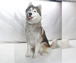 Small Alaskan Malamute Mix