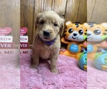 Small Photo #2 Golden Retriever Puppy For Sale in NEOLA, WV, USA