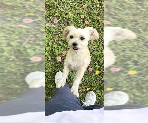 Medium Photo #3 Shih Tzu Puppy For Sale in Weston, FL, USA