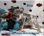 Puppy 2 French Bulldog