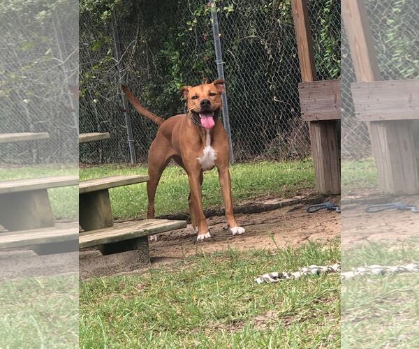 Medium Photo #2 Carolina Dog-Mountain Cur Mix Puppy For Sale in Orangeburg, SC, USA