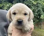 Puppy Mae Labrador Retriever
