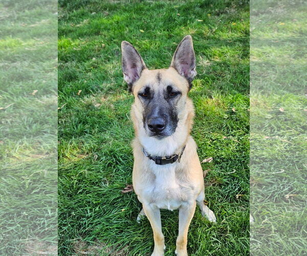 Medium Photo #13 Mutt Puppy For Sale in Stevens Point, WI, USA