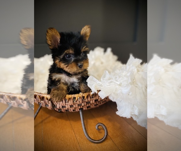Medium Photo #6 Yorkshire Terrier Puppy For Sale in CROSSVILLE, TN, USA