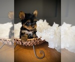 Small #5 Yorkshire Terrier