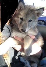 Wolamute Puppy for sale in MONROE, WI, USA