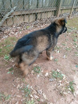 Medium Photo #17 German Shepherd Dog Puppy For Sale in MC DONOUGH, GA, USA