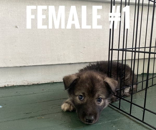 Medium Photo #1 Wolf Hybrid Puppy For Sale in ATLANTA, GA, USA