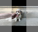 Small #1 Cockapoo