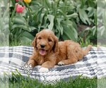 Small #1 Goldendoodle